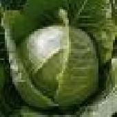 NEM BESZ�LEK Z�LDS�GEKET